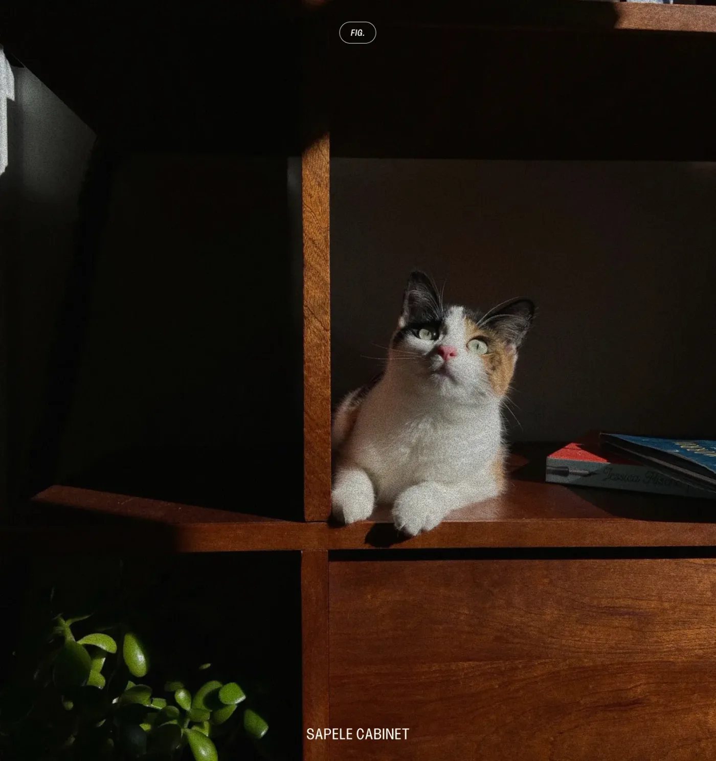 A calico cat sitting in an open shelf of a sapele cabinet in warm sunlight, with a jade plant below.